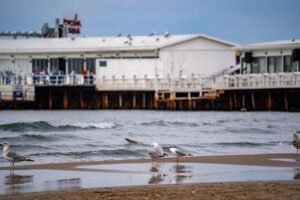 Seagulls gather on a sandy beach with a coastal restaurant in the background.