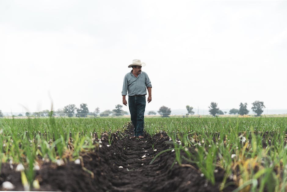 A male farmer in a hat walks across a vibrant agricultural field, embodying rural life.