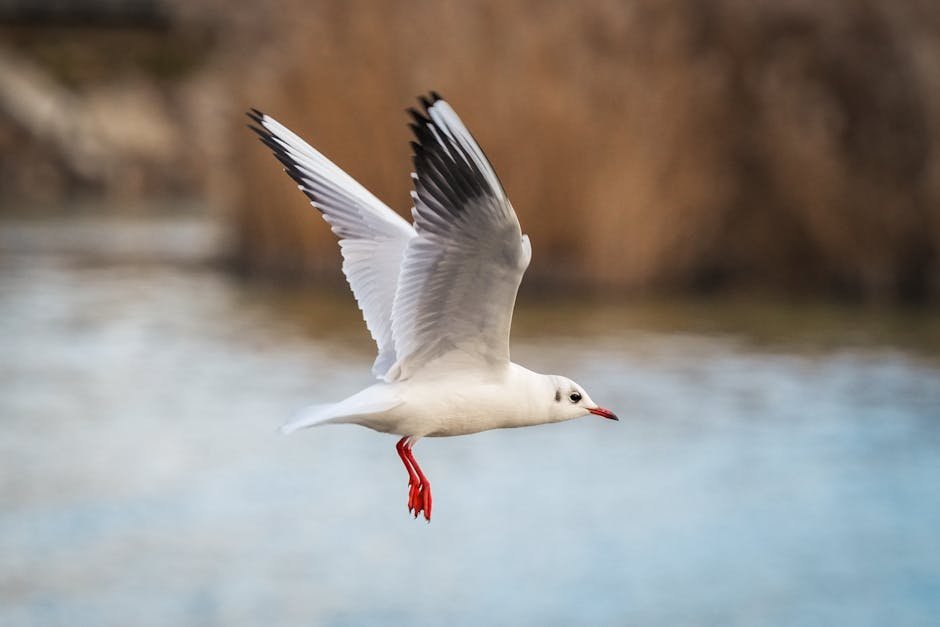 A gull in graceful flight over a body of water, showcasing its white feathers.