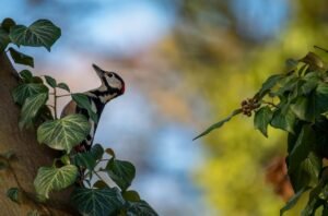 Great spotted woodpecker perched on a tree covered with ivy, showcasing vibrant plumage in a natural forest setting.